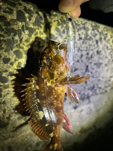 カサゴの釣果