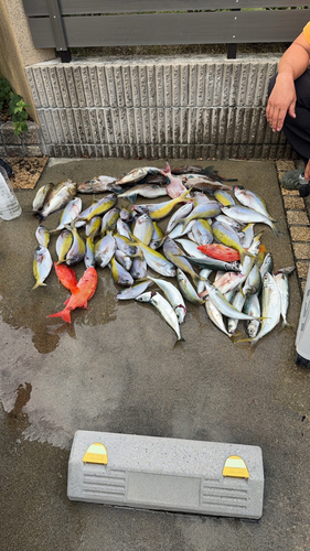 ウメイロの釣果