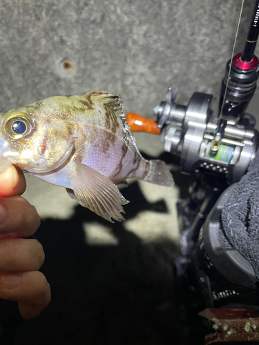 メバルの釣果