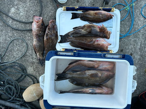 オオモンハタの釣果