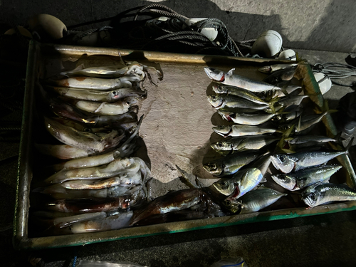 アジの釣果