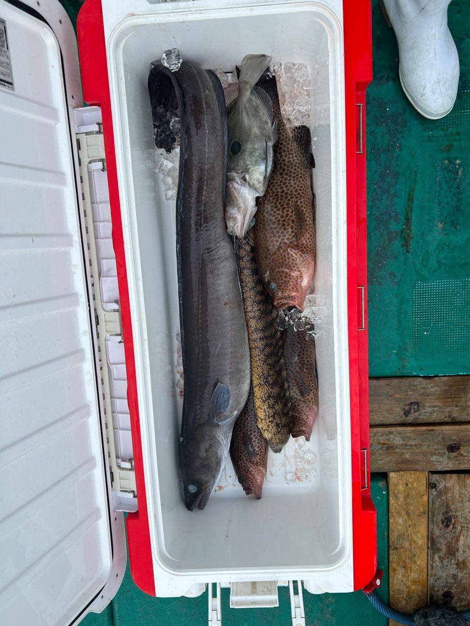 三重県紀北　おじゃる丸さんの釣果 3枚目の画像