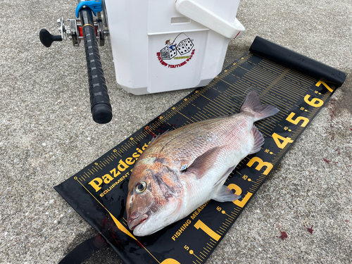 マダイの釣果