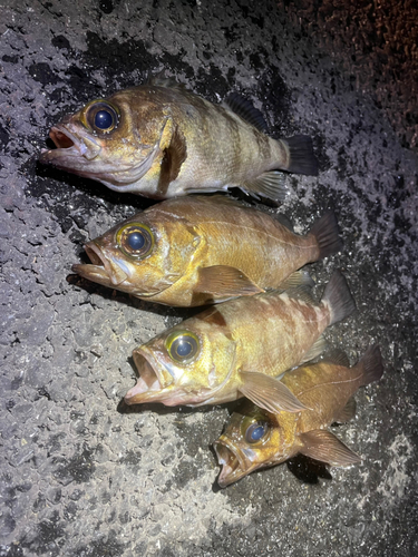 金沢水際線緑地（福浦岸壁）