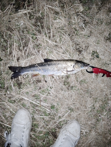 ウグイの釣果