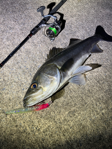 シーバスの釣果