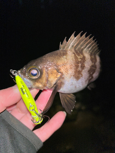 メバルの釣果