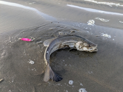 セイゴ（マルスズキ）の釣果