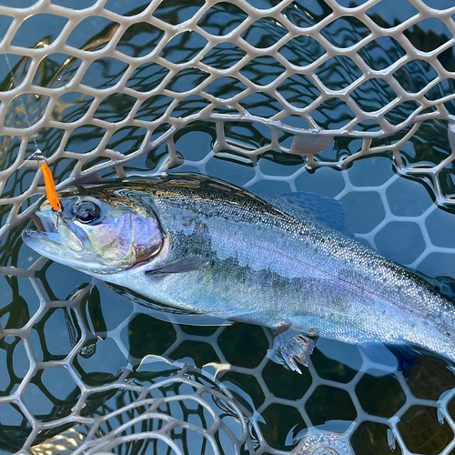 ニジマスの釣果