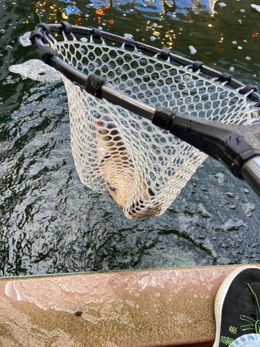 コイの釣果