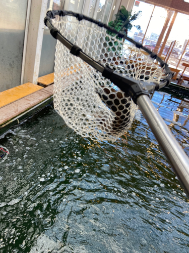 コイの釣果