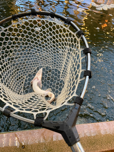 チョウザメの釣果