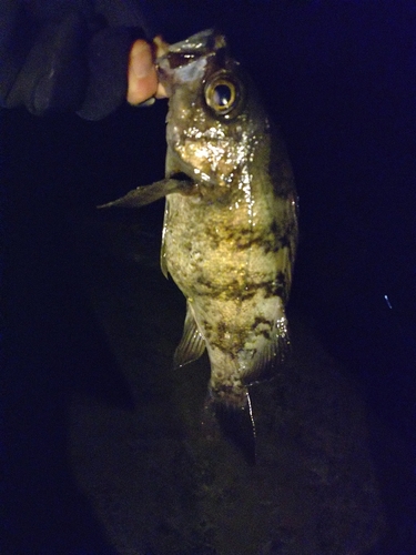 シロメバルの釣果