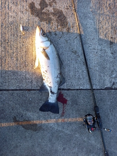 ヒラスズキの釣果