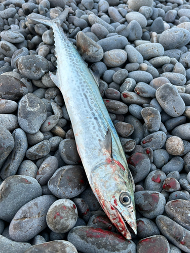 サゴシの釣果