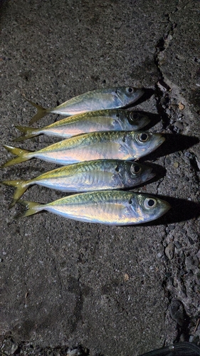 アジの釣果