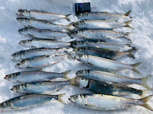 ニシンの釣果