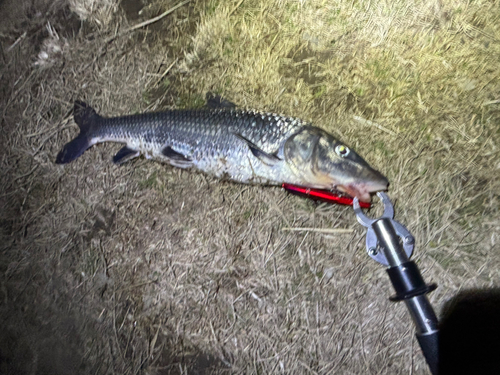 ニゴイの釣果