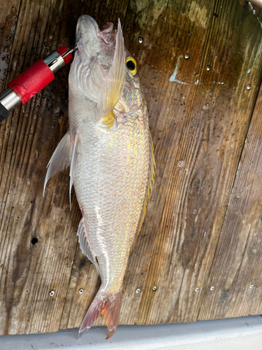 ナガサキフエダイの釣果