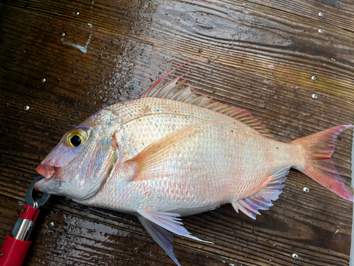 ホシレンコの釣果