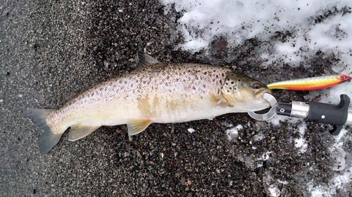 ブラウントラウトの釣果