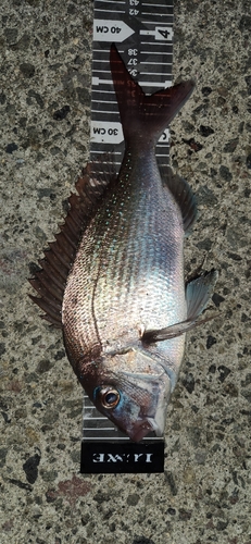 マダイの釣果