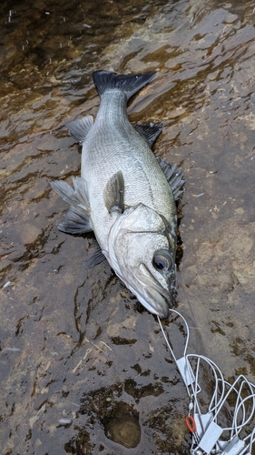 ヒラスズキの釣果