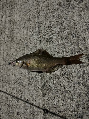 ウミタナゴの釣果