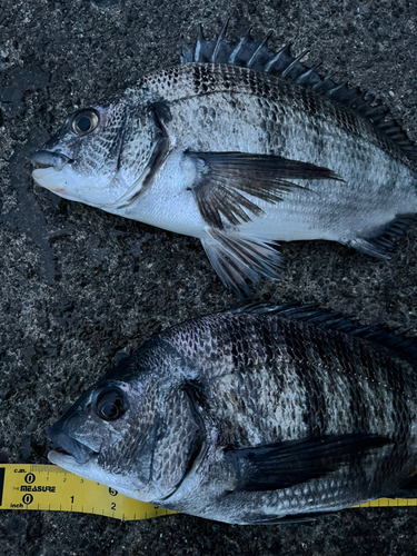 クロダイの釣果