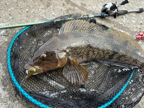 アイナメの釣果