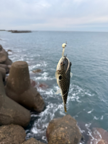 クサフグの釣果