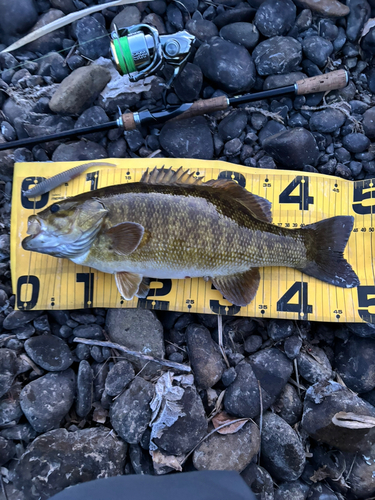 スモールマウスバスの釣果