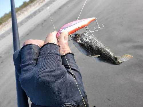 クサフグの釣果