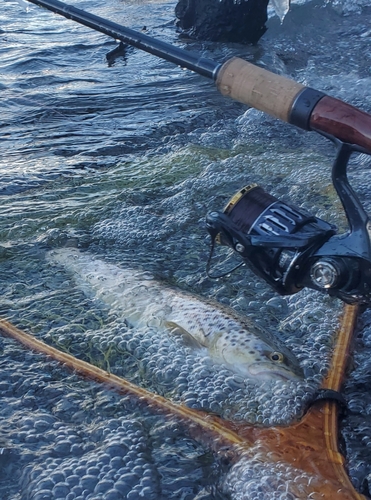 ブラウントラウトの釣果