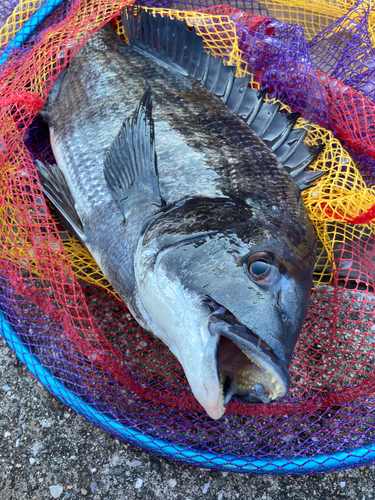 チヌの釣果