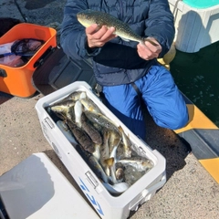 ショウサイフグの釣果