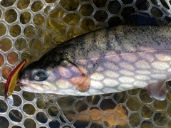 ニジマスの釣果