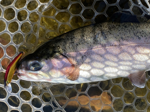 ニジマスの釣果