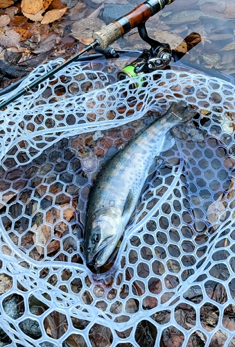 うらたんざわ渓流釣場