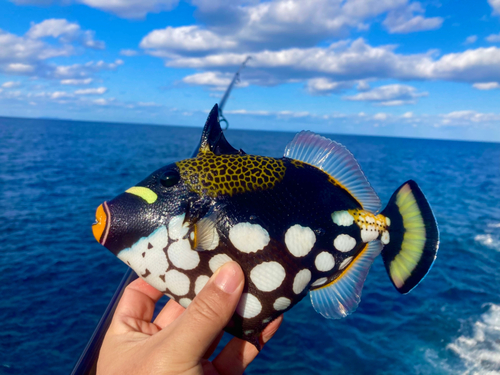 モンガラカワハギの釣果