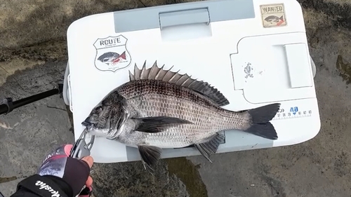 クロダイの釣果