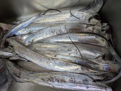 タチウオの釣果