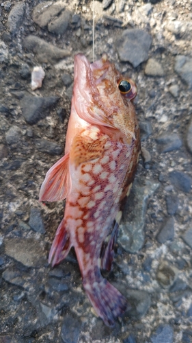 カサゴの釣果