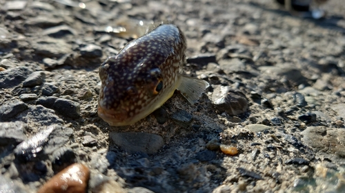 クサフグの釣果