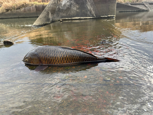 コイの釣果