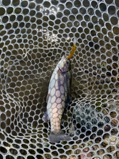 ニジマスの釣果
