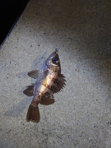 メバルの釣果