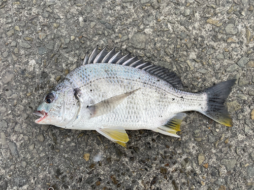 キビレの釣果