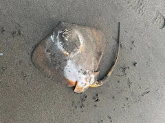 エイの釣果