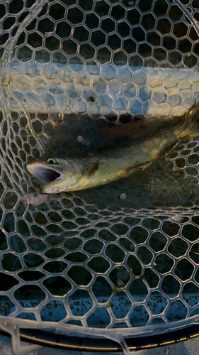 トラウトの釣果